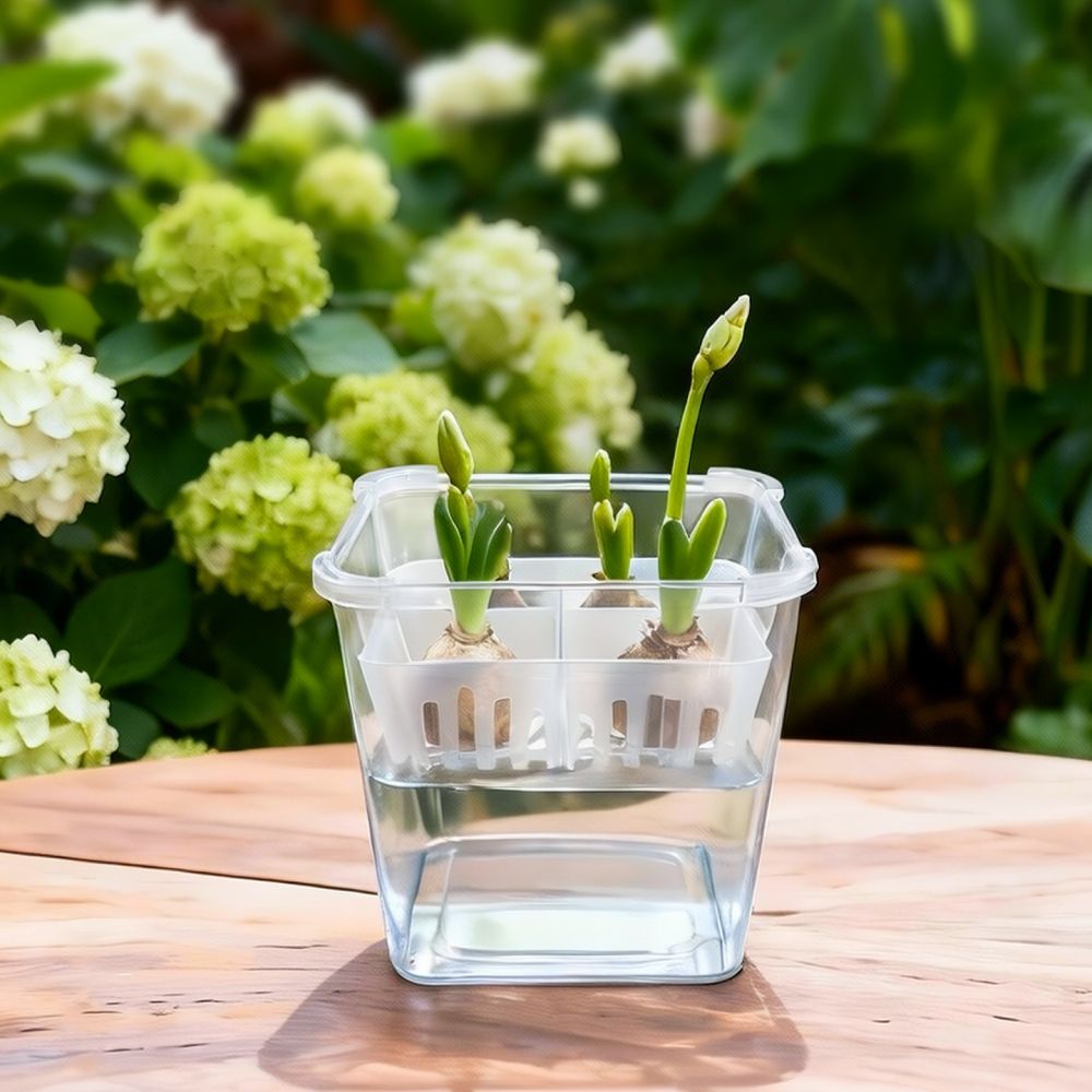 Vaso idroponico per tulipani e - Vase Decor recensione e prezzo